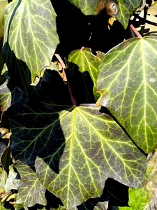 Creeper greenery leaves