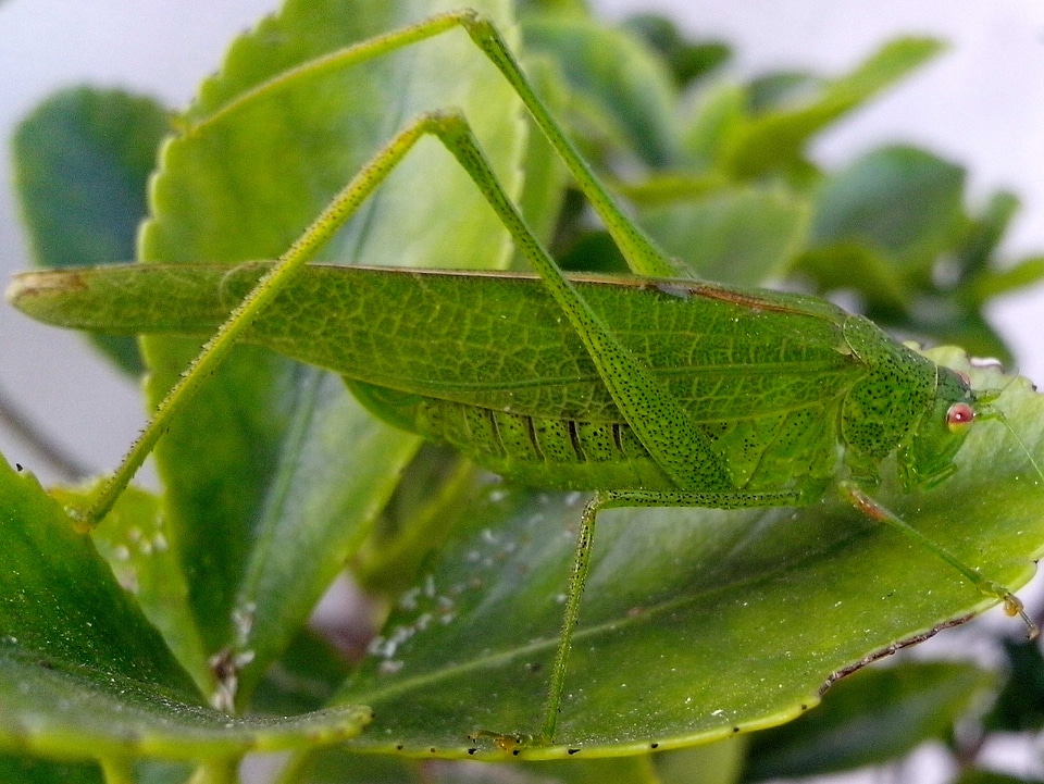 Bug macro 