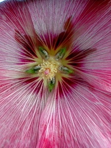 Blossom interior petals