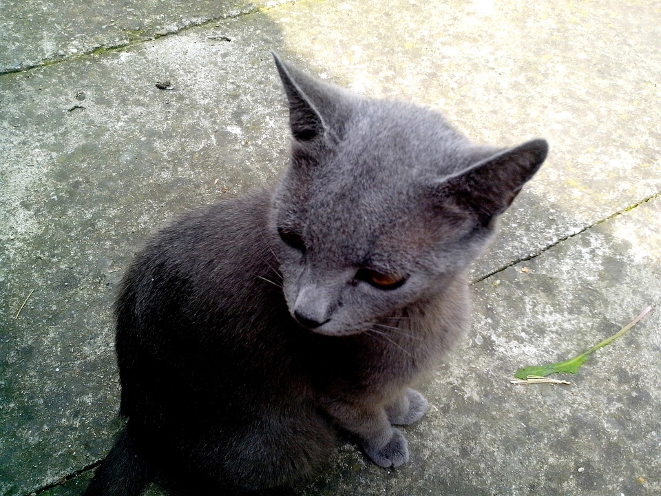 Cat chimney concrete