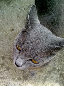 Cat close close-up
