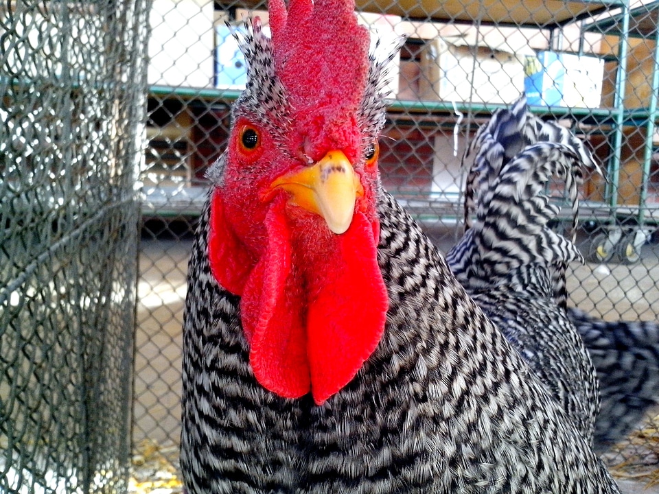 Bantam chicken chief