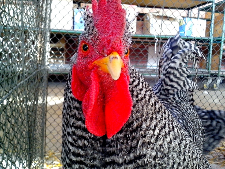 Bantam chicken chief photo