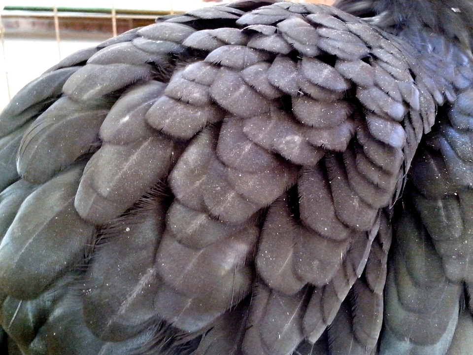 Chickens feather gray