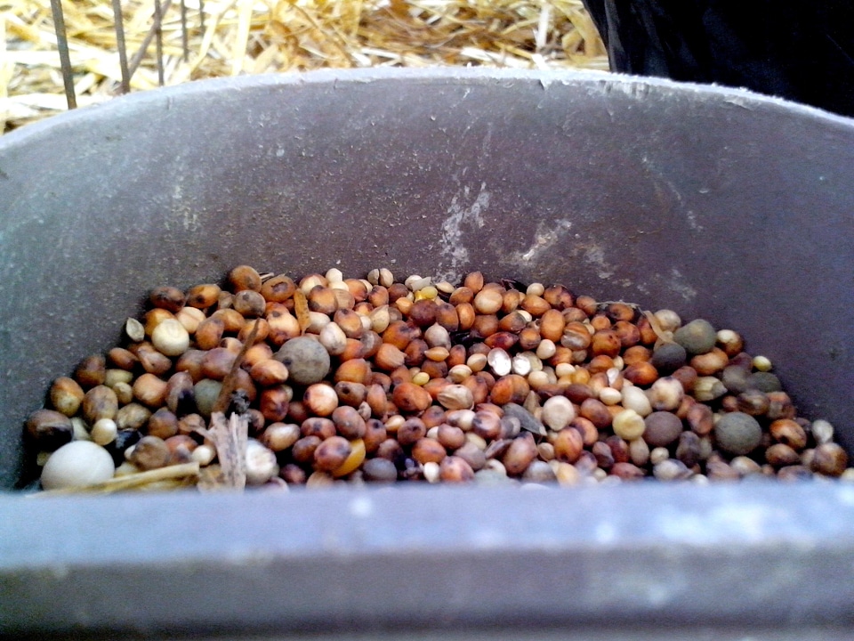 Bird food 