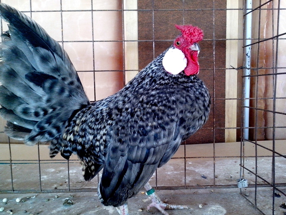 Bantam chicken gray