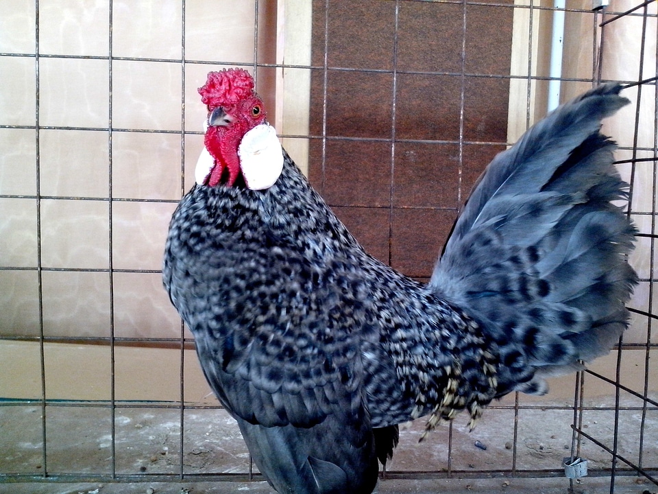Bantam bird chicken