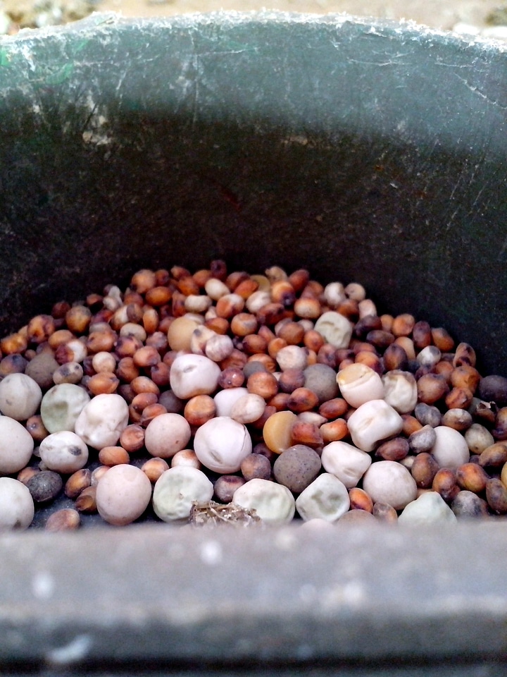 Bird cage food