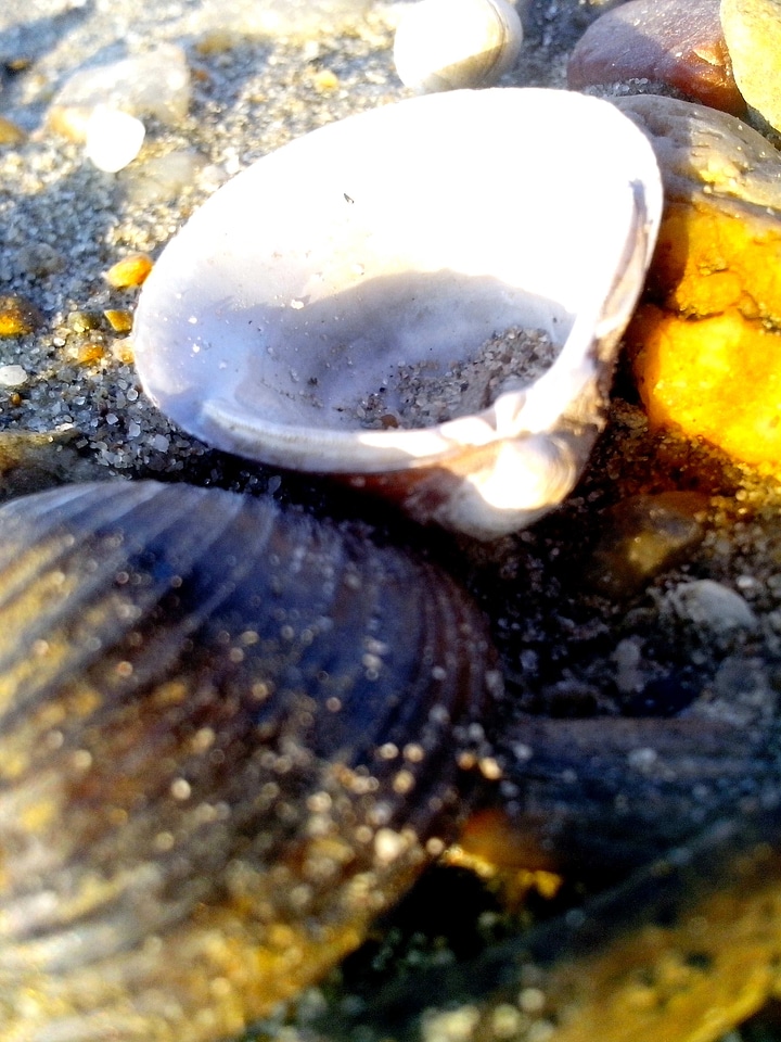 Conch river 