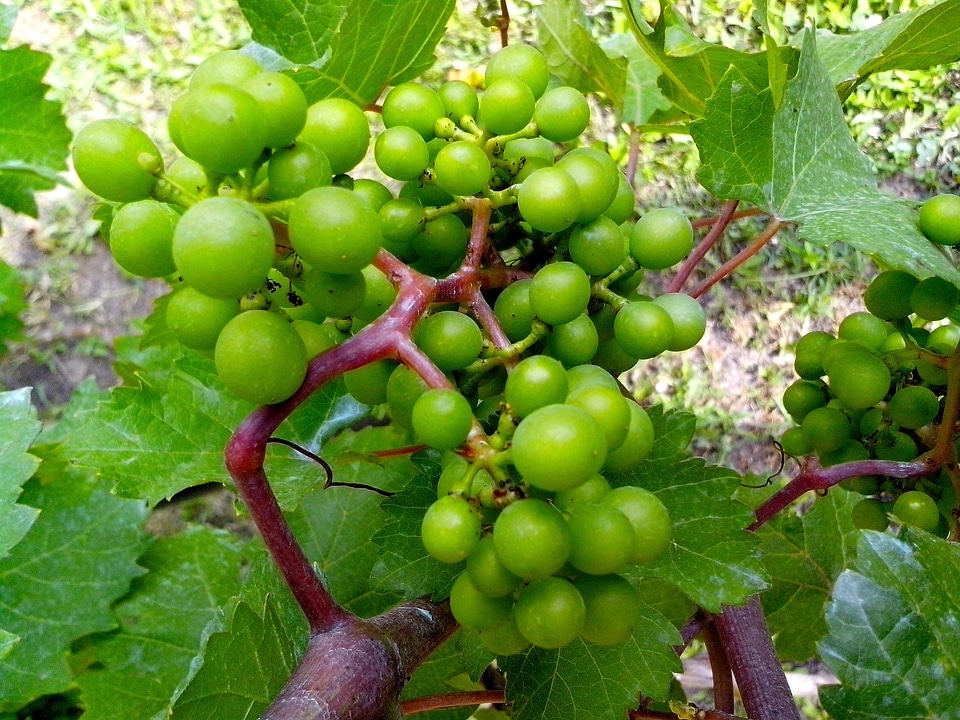 Fruit grape greenery