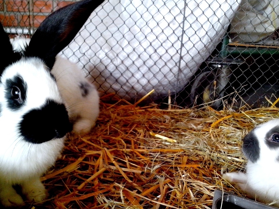 Animal domestic rabbits