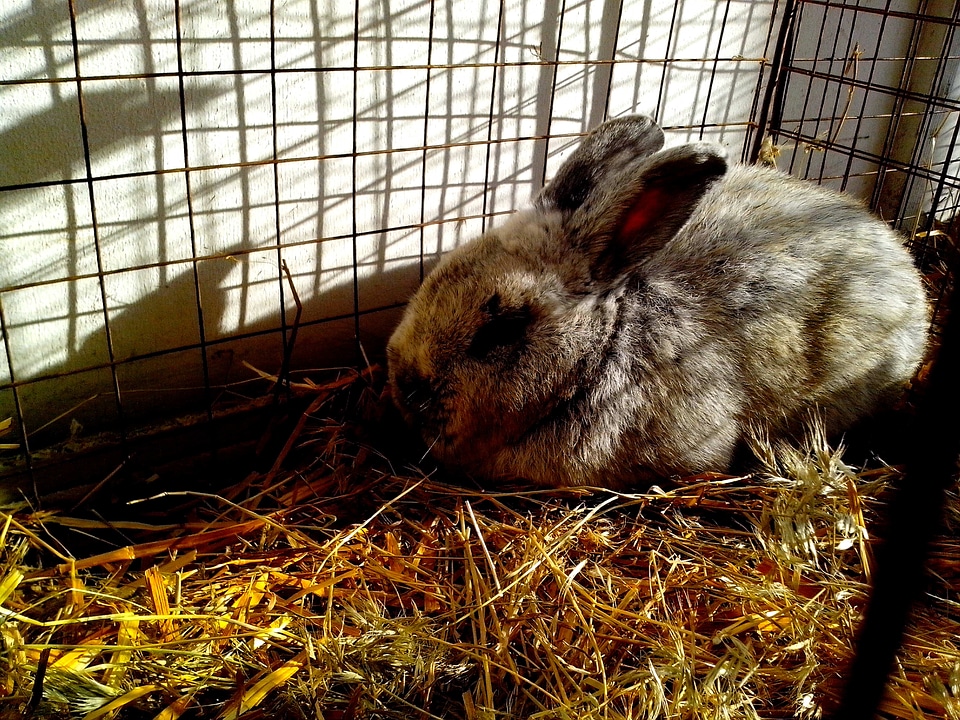 Bunny domestic straw