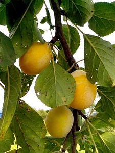 Fruit organic yellow
