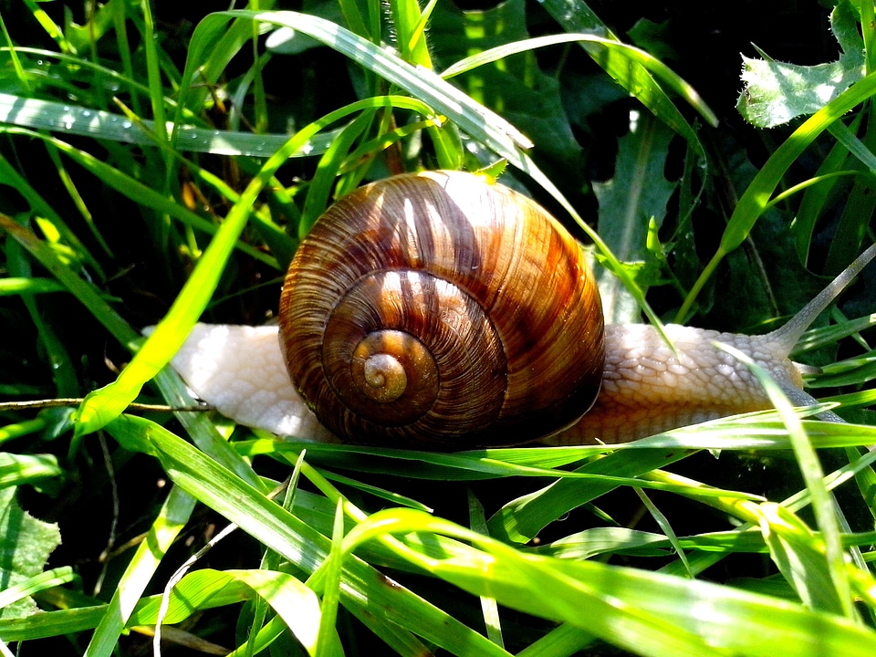 Auger garden garden snail