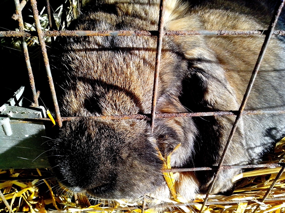Bunny cage domestic
