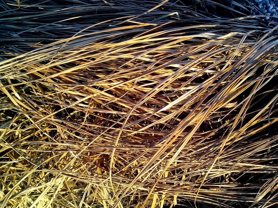 Detailed grass plants model