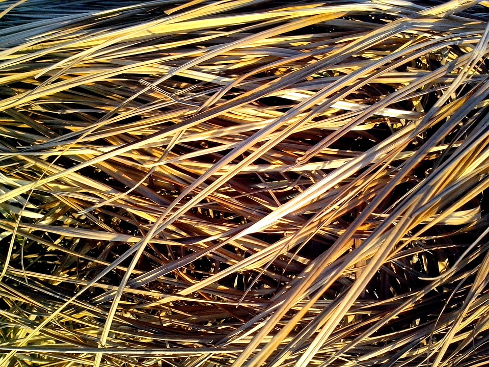 Aquatic grass plants structure