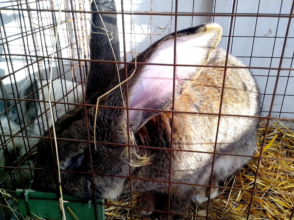 Animal bunny domestic