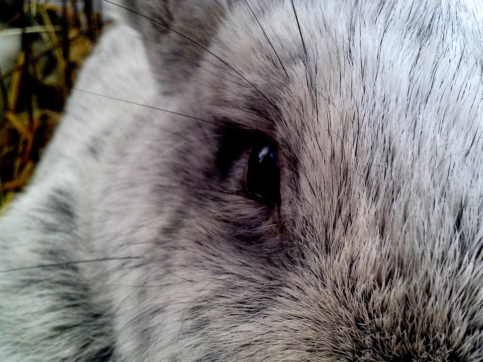 Bunny close close-up