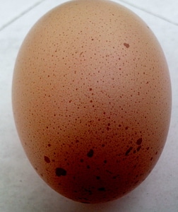 Chicken domestic egg