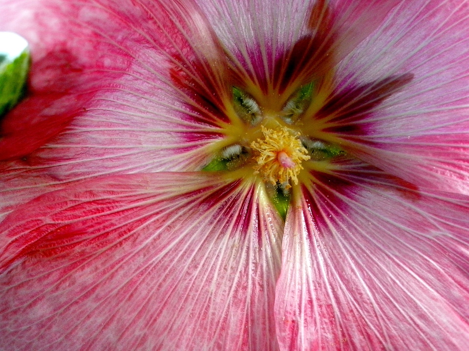 Blossoming detailed image