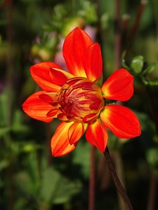 Red yellow flower bud photo