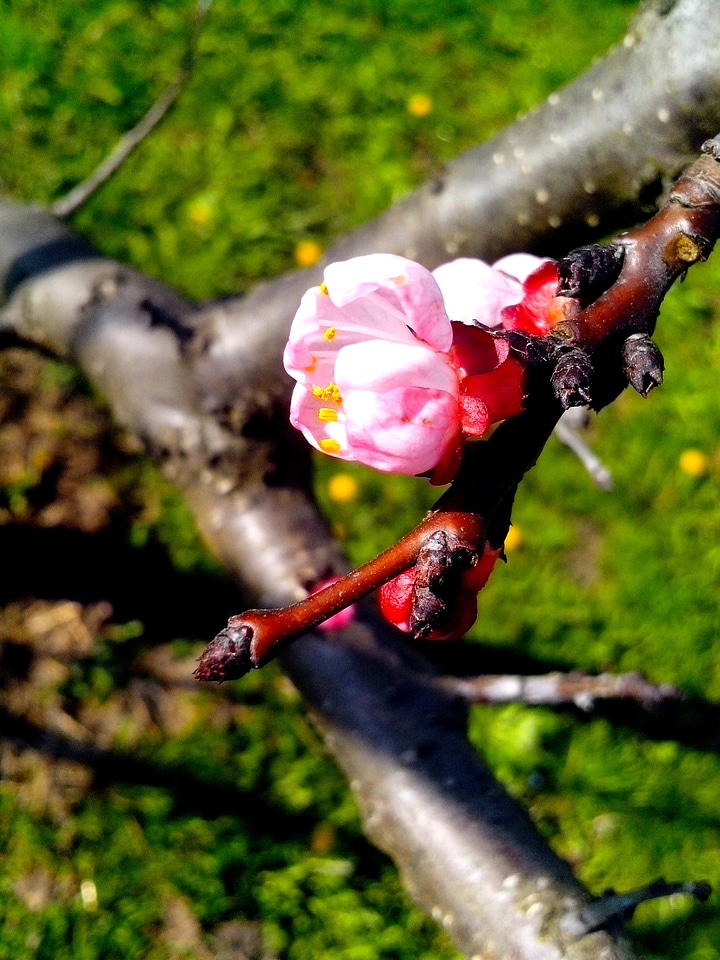 Apple bud detailed