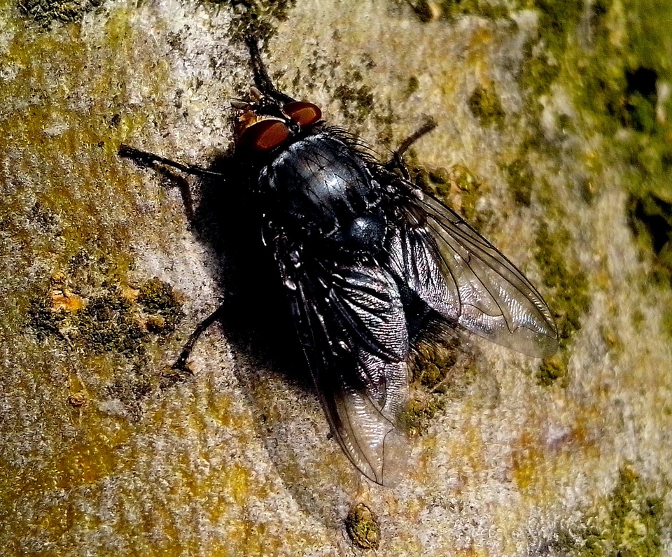 Bug domestic macro