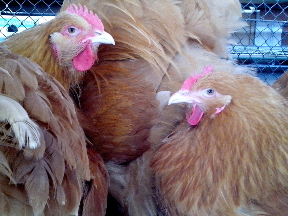 Cage chickens domestic
