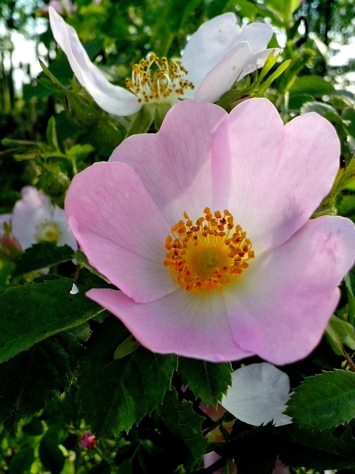 Blossom blossoming detailed
