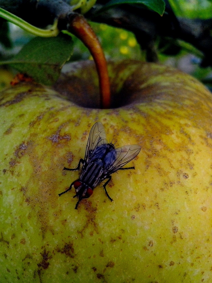 Apple bug domestic