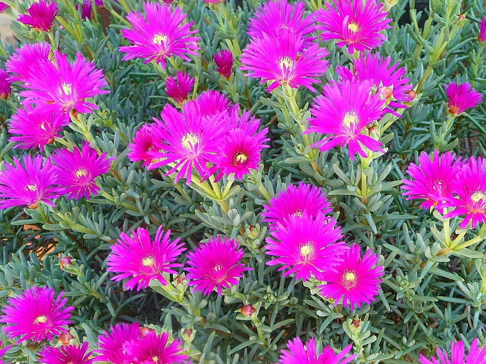 Floral season bloom