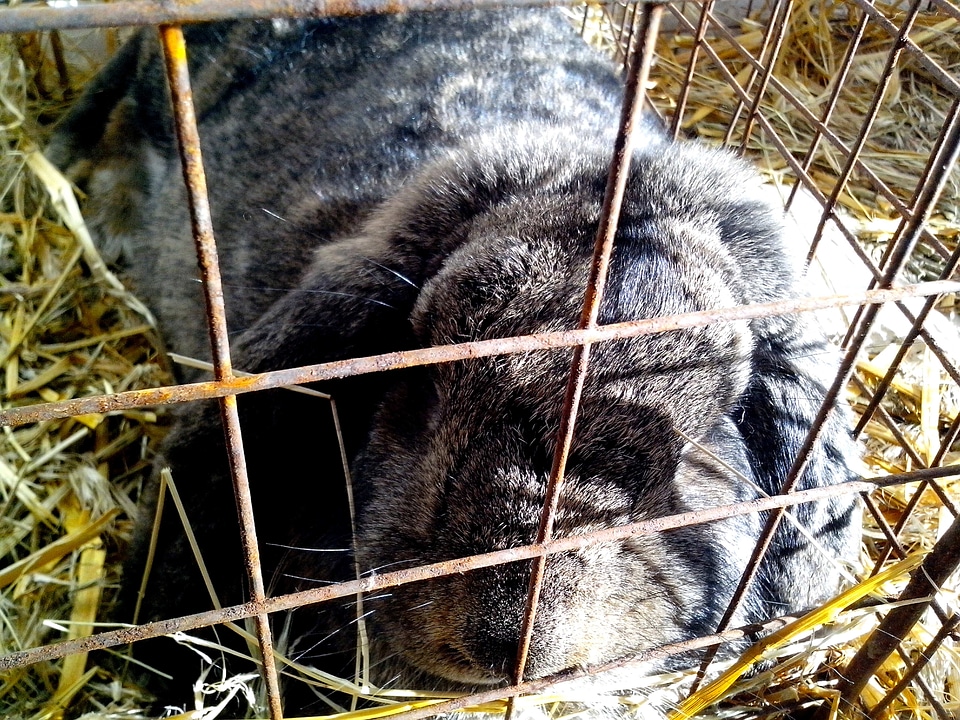 Bunny cage domestic
