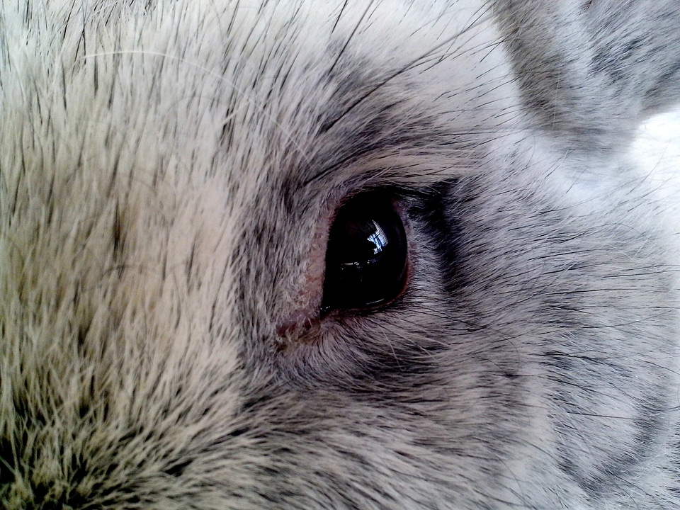 Bunny close close-up