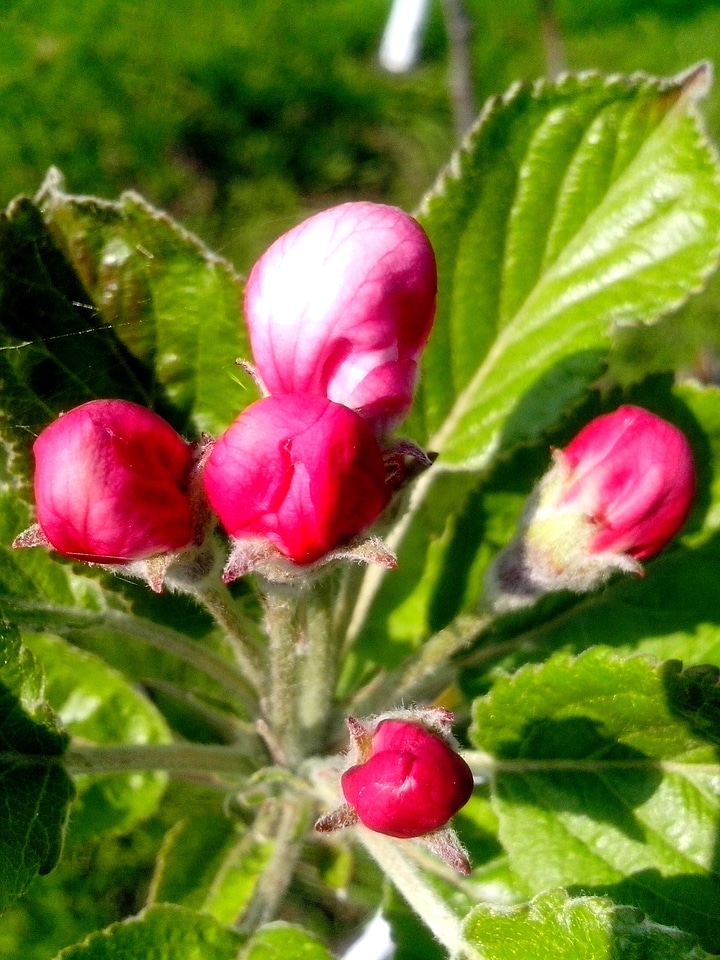 Apple bouquet bud