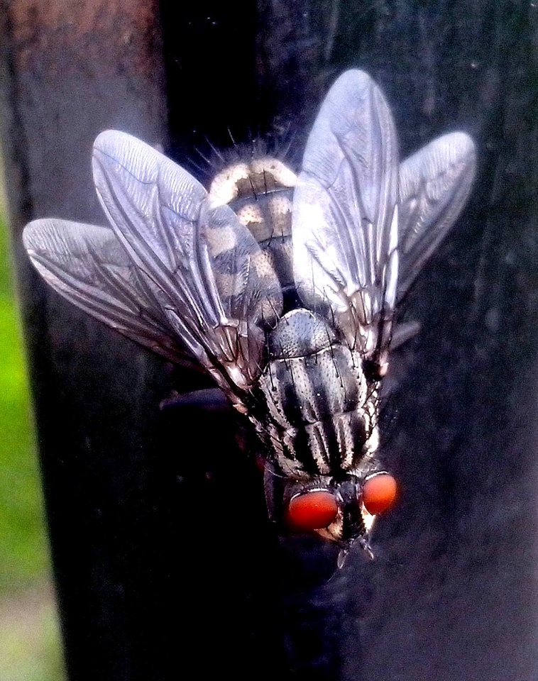 Bug flies macro