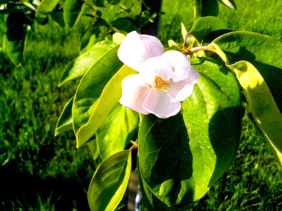 Blossom fruit quince