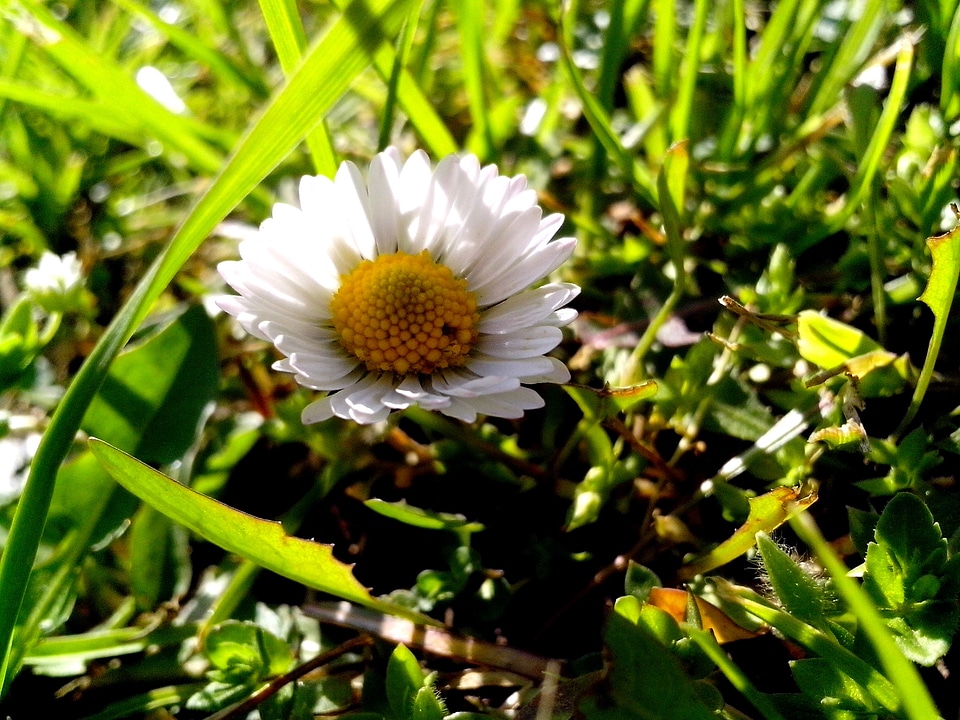 Flowers morning 