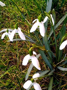 Flowers white 