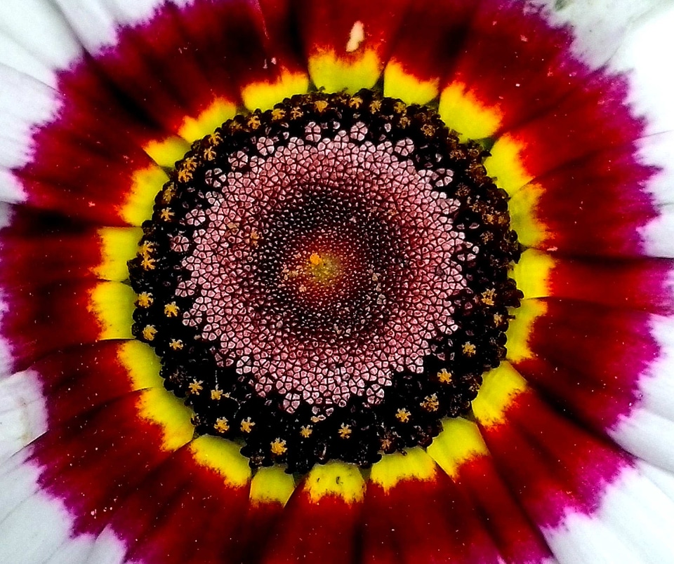 Bloom blossoming close-up