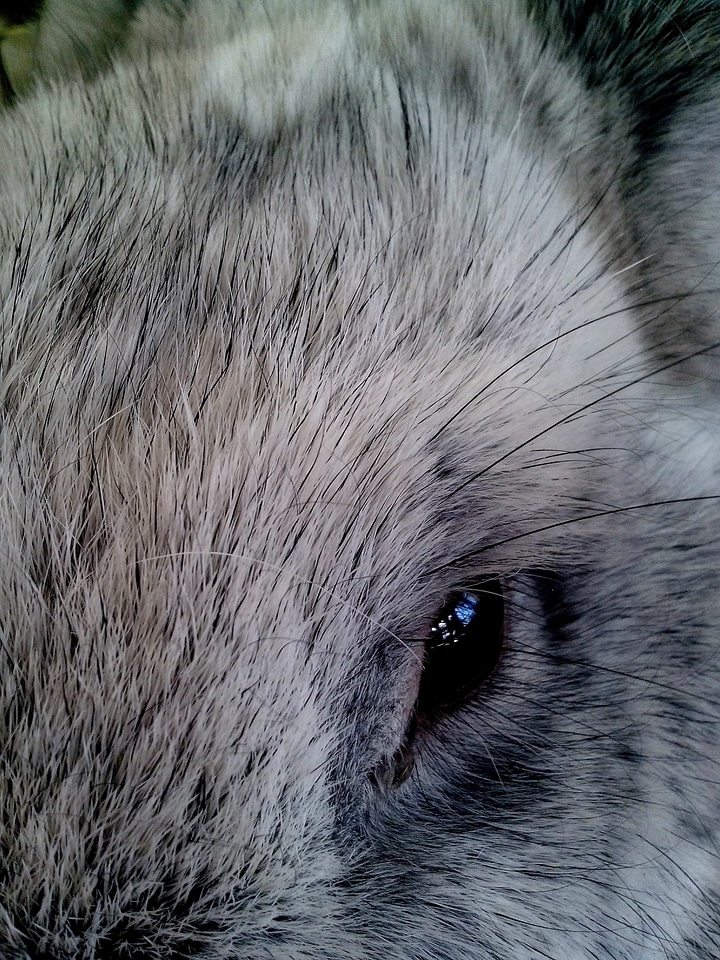 Bunny cute 