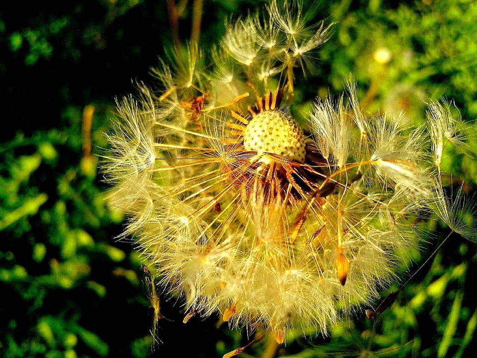 Blossom dandelion detailed