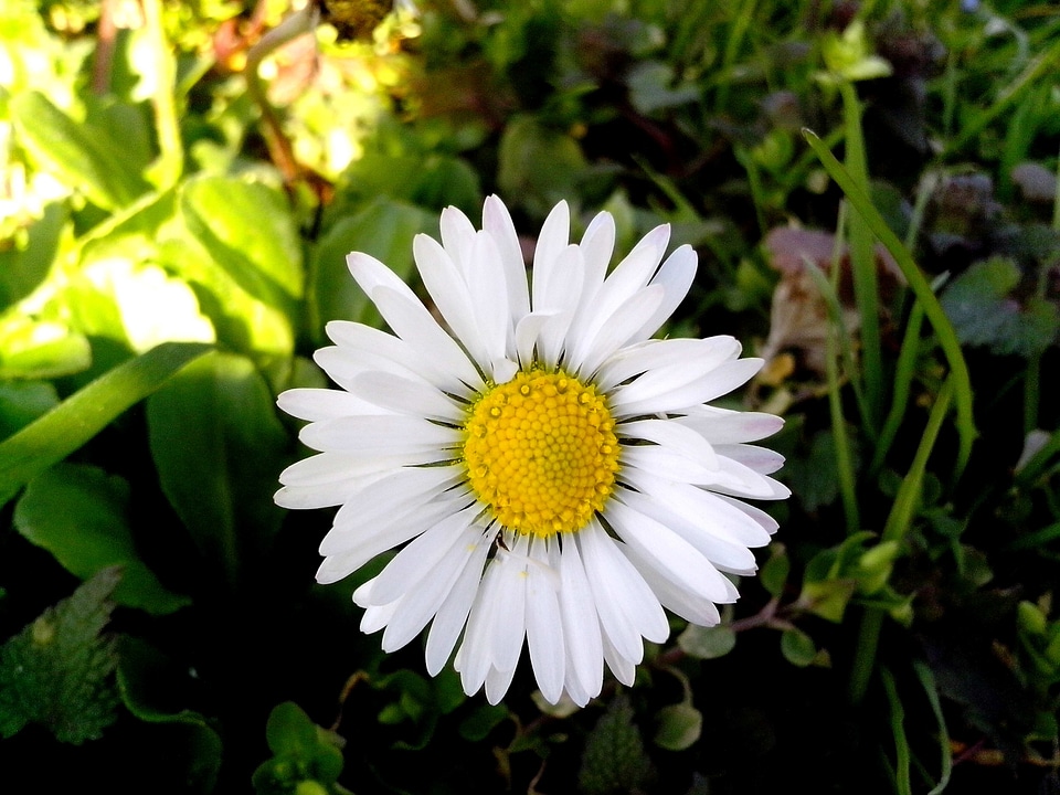 Blossoming daisy grass plants