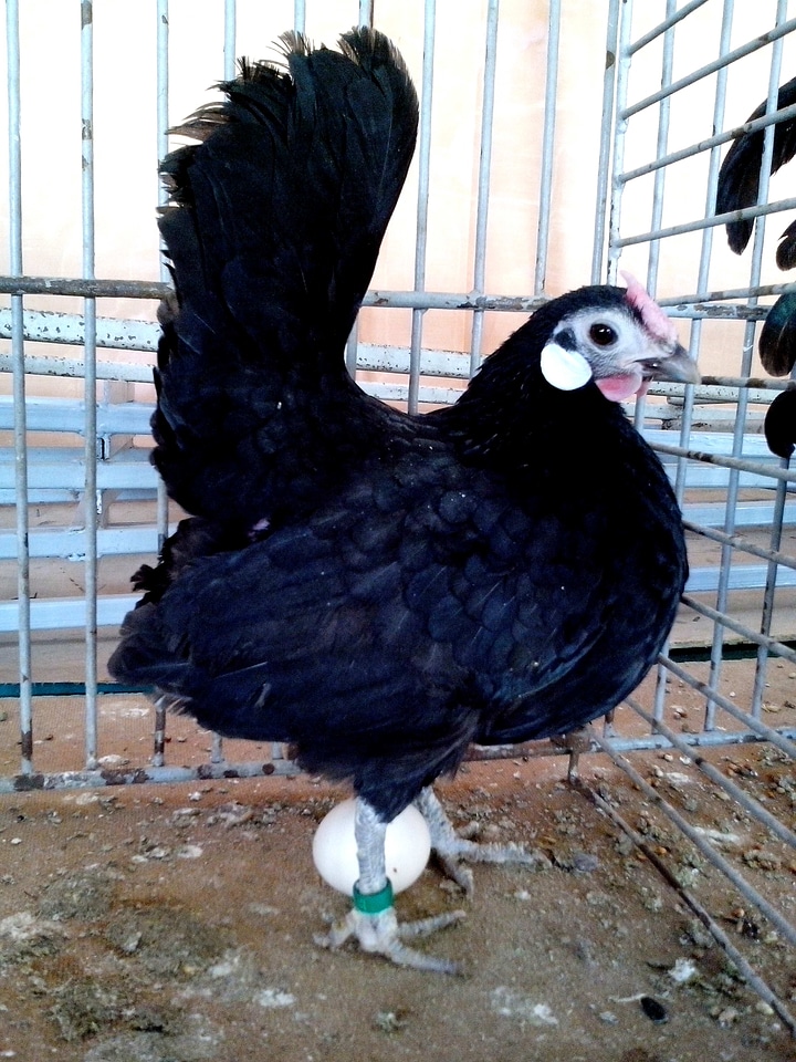 Bantam bird decorative