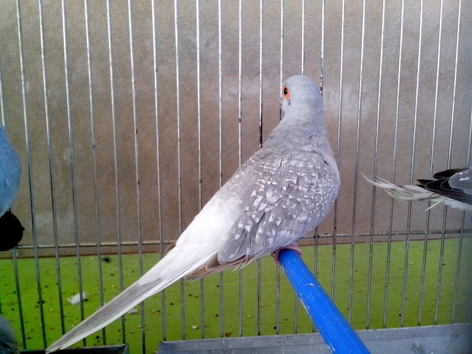 Bird decorative dove