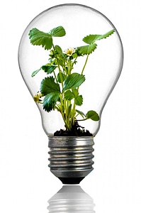 Plant light green