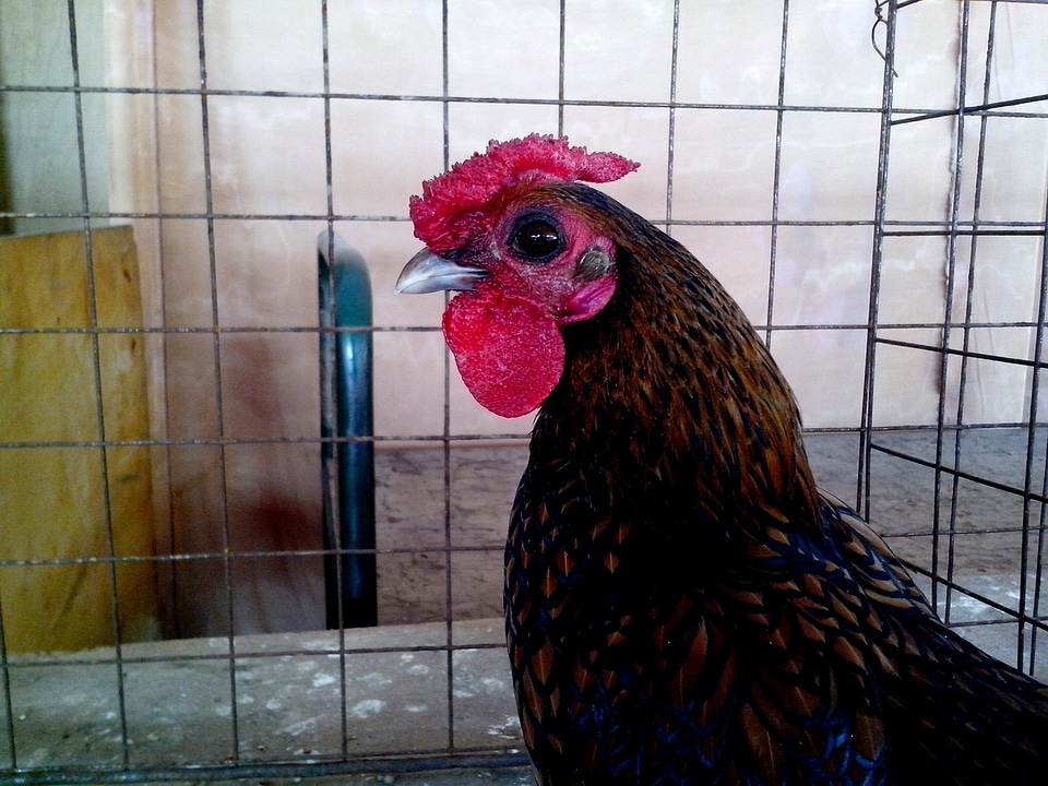 Bantam brown chicken