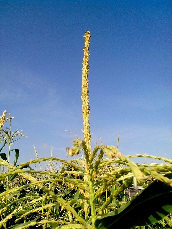 Bearing bloom corn