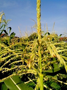 Blossom corn 