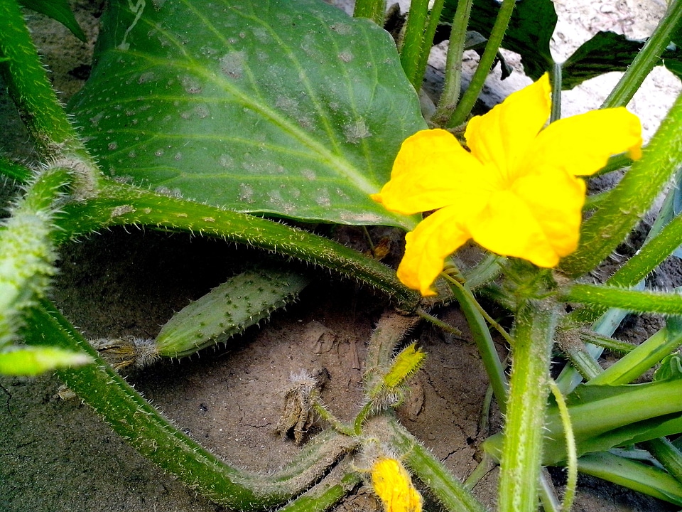 Blossom cucumber greenery